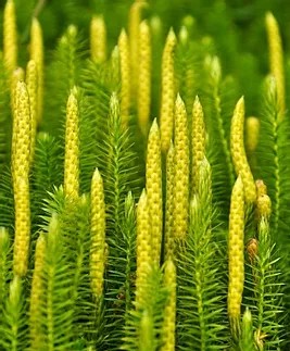 Lycopodium 30c